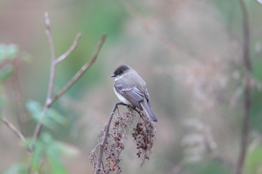 Atlanta, Kuzey Amerika Doğu phoebe (sayornis phoebe)