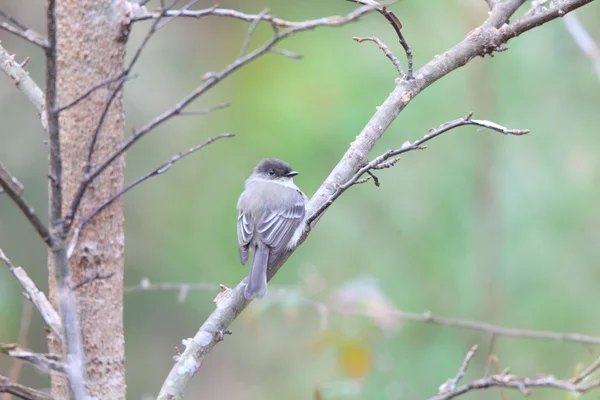 Phoebe de l'Est (Sayornis phoebe) à Atlanta, Amérique du Nord — Photo