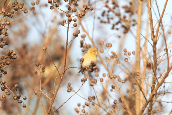 北アメリカのオウゴンヒワ (carduelis ついて) — ストック写真