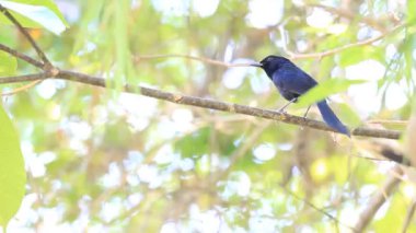 palawan, Türkiye içinde beyaz Bacalı köstebek (copsychus niger)