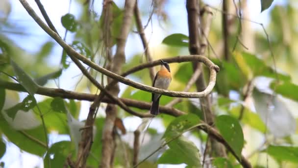 Palawan modré flycatcher (cyornis lemprieri) muž v palawan, Filipíny — Stock video