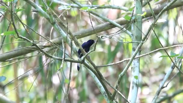 Vit-vented shama (copsychus niger) i palawan, Filippinerna — Stockvideo