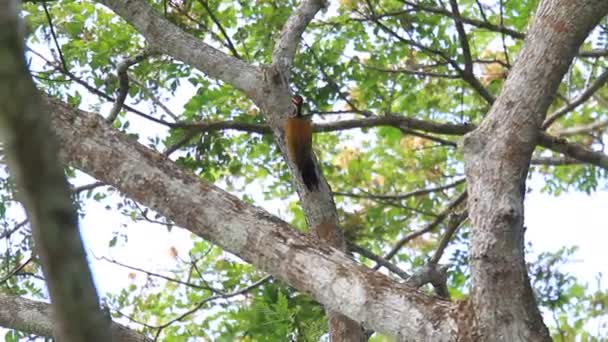 Flameback à gorge tachetée (Dinopium everetti) à Palawan, Philippines Vidéo De Stock