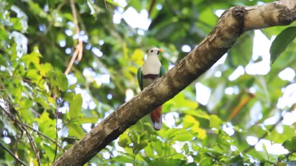 Svarthakad frukt dove (ptilinopus leclancheri) i palawan, Filippinerna — Stockvideo