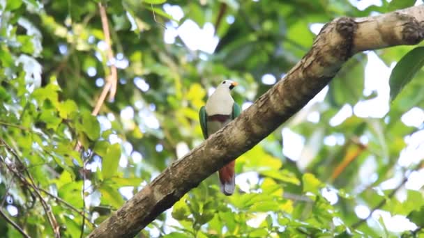 パラワン島、フィリピンの顎の黒いフルーツ鳩 (ptilinopus leclancheri) — ストック動画
