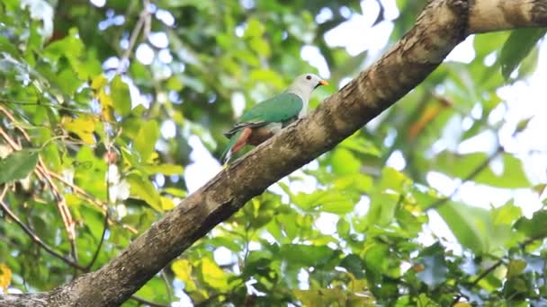 Schwarzkinn-Fruchttaube (ptilinopus leclancheri) in Palawan, Philippinen — Stockvideo