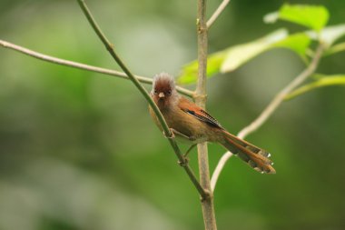 Rusty önlü barwing (actinodura egertoni), eaglenest, Hindistan
