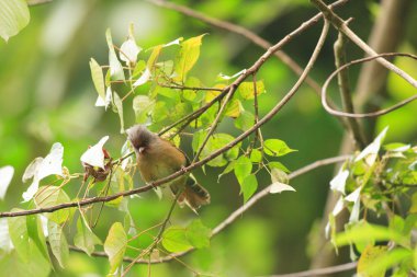 Rusty önlü barwing (actinodura egertoni), eaglenest, Hindistan