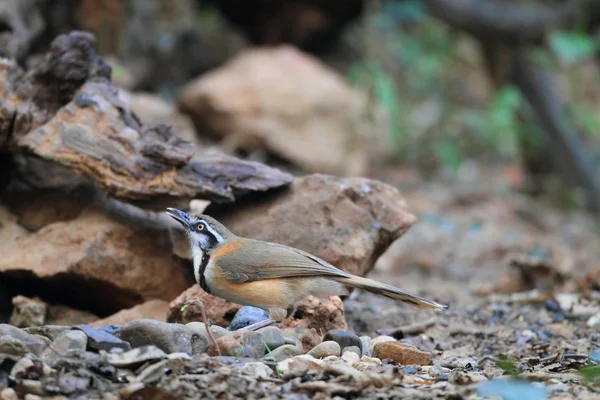 태국에서 낮은 necklaced laughingthrush (garrulax monileger) — 스톡 사진