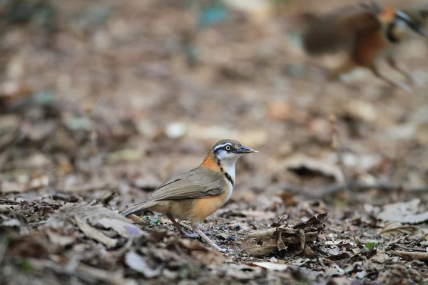 Kleiner Halsdrossel (garrulax monileger) in Thailand — Stockfoto