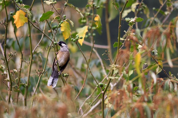 White-cheeked Laughingthrush (Garrulax vassali) in South Vietnam — Stock Photo, Image