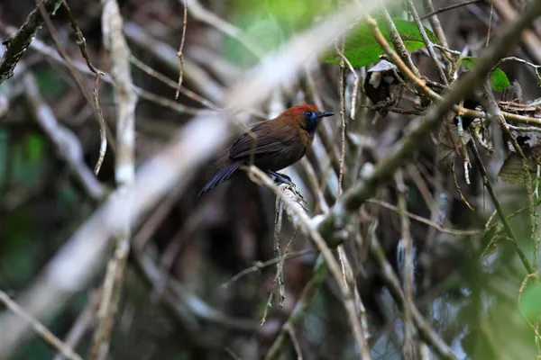 Nadýchané couval sýkorka tlučhuba (macronus ptilosus) způsobem kambas n, p, sumatra, Indonésie — Stock fotografie