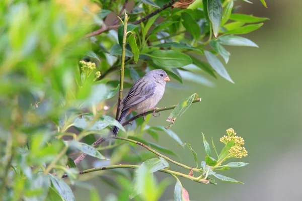 Plain-colored Seedeater — Stock Photo, Image