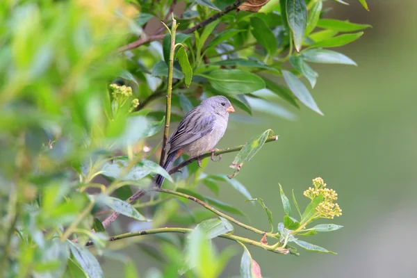 Seedeater de cor lisa — Fotografia de Stock