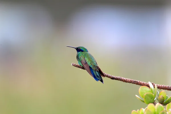 Espumante Violeta — Fotografia de Stock