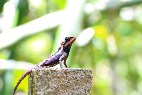 Bos crested hagedis (calotes emma) in thailand — Stockfoto