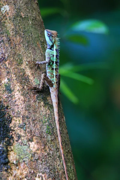 Forest Crested Lizard (Calotes emma) in Thailand — Stock Photo, Image