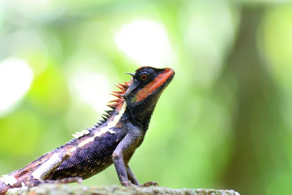 Bos crested hagedis (calotes emma) in thailand — Stockfoto