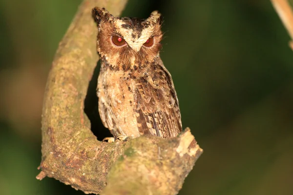 Palawan scops uil (otus fuliginosus) in palawan island, Filippijnen — Stockfoto