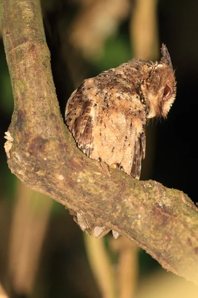 Hibou des flics de Palawan (Otus fuliginosus) à Palawan Island, Philippines — Photo