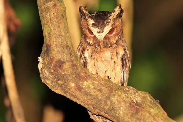 Palawan Scops Owl (Otus fuliginosus) nell'isola di Palawan, Filippine — Foto Stock