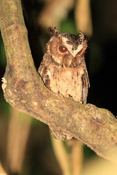 Palawan Scops Owl (Otus fuliginosus) in Palawan Island, Philippines — Stock Photo, Image