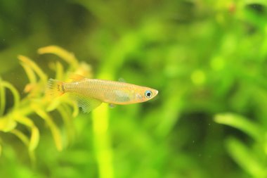 일본에서 일본 쌀 물고기 (oryzias latipes)