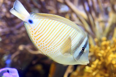 sailfin (zebrasoma veliferum) tang Kızıldeniz türü