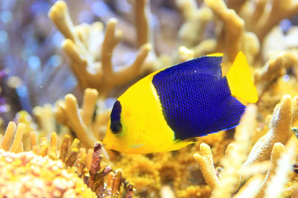 Pesce angelo bicolore (Centropyge bicolor) a Okinawa, Giappone — Foto Stock