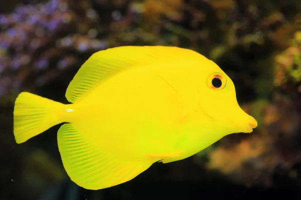 Yellow surgeon fish (Zebrasoma flavescens) in Japan — Stock Photo, Image