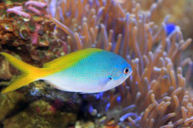 Sarı ve blueback fusilier veya redfin fusilier (caesio teres) Japonya