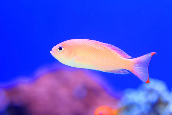 Basslett fada rosa (Pseudanthias hypselosoma) fêmea — Fotografia de Stock