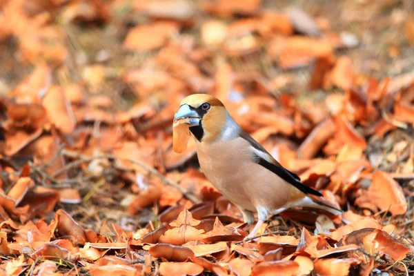 일본에서 hawfinch (coccothraustes coccothraustes) — 스톡 사진
