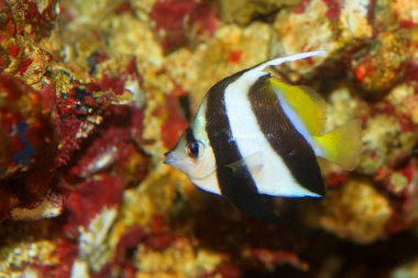 flama mercan balığı