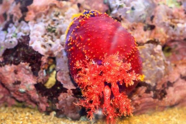 Australian Sea Apple (Paracucumaria tricolor) — Stock Photo, Image