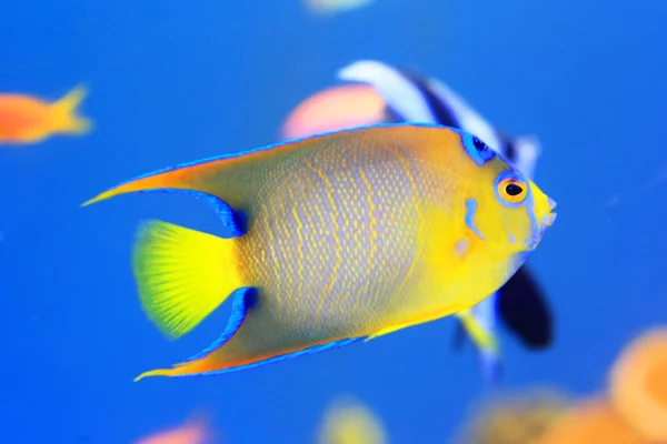 Queen angelfish (Holacanthus ciliaris) — Stock Photo, Image