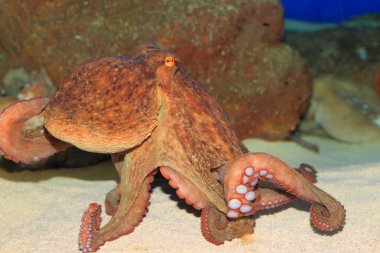 Japonya'da yaygın ahtapot (Octopus vulgaris)