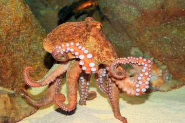 Japonya'da yaygın ahtapot (Octopus vulgaris)