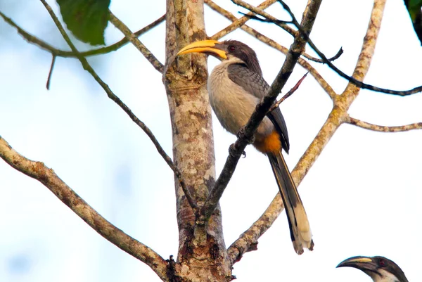 Bucero grigio dello Sri lanka (ocyceros gingalensis) in sri lanka — Foto Stock