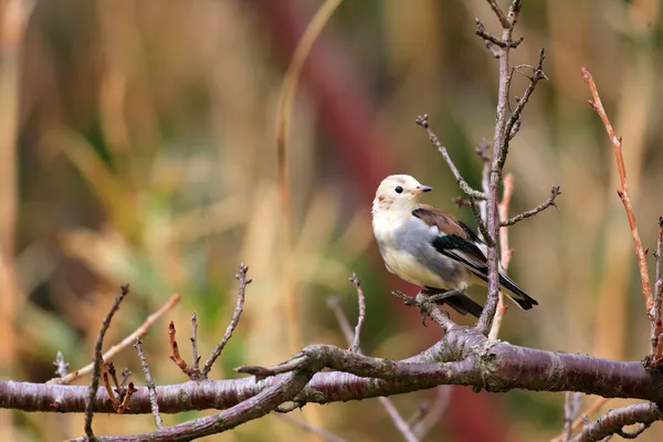 Starling de faces castanhas (Agropsar philippensis) no Japão — Fotografia de Stock