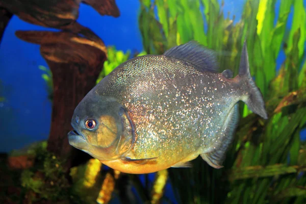 Rödbuktad piranha — Stockfoto
