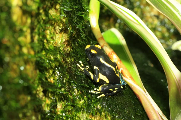 Teinture grenouille (dendrobates tinctoriusbarvení pralesničkovití (dendrobates tinctorius) — Stock fotografie