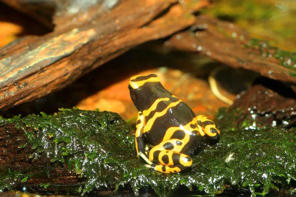 노란 줄무늬 독 다트 개구리 (dendrobates leucomelas) — 스톡 사진