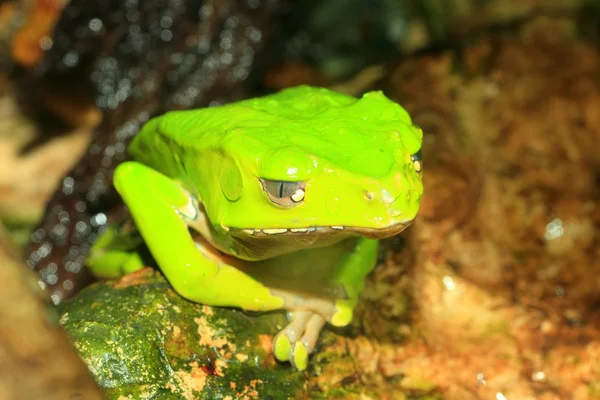 Гигантская обезьянья лягушка (Phyllomedusa bicolor ) — стоковое фото