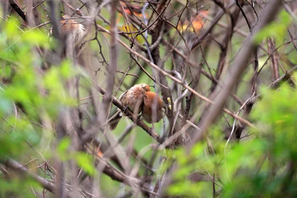 Vinous-throated Parrotbill (Sinosuthora webbiana) in China — Stock Photo, Image