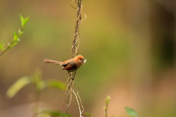 Pico loro de garganta vinosa (Sinosuthora webbiana) en China — Foto de Stock