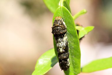 Asya swallowtail (papilio xuthus) larva, Japonya