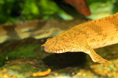 eyerlenmiş bichir (polypterus endlicheri endlicheri)