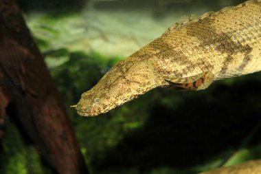 eyerlenmiş bichir (polypterus endlicheri endlicheri)