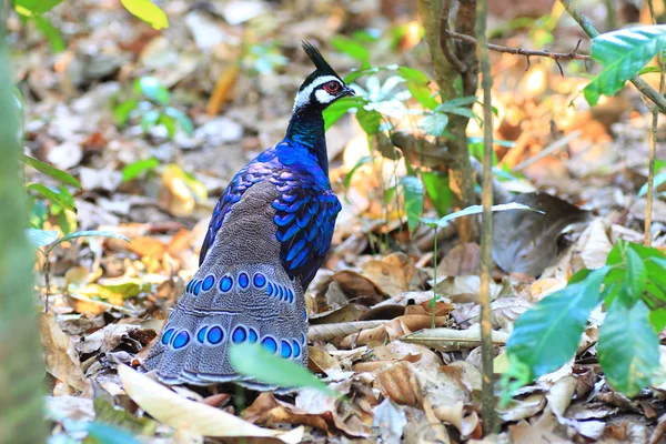 Palawan tavus kuşu-sülün (polyplectron napoleonis) palawan Adası, Filipinler
